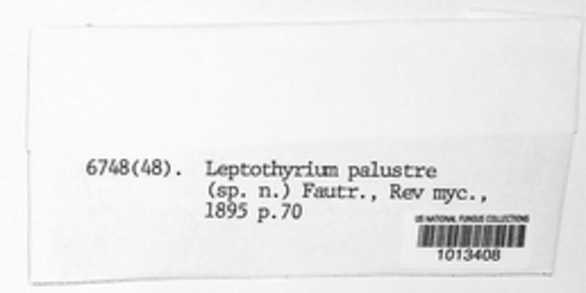 Leptothyrium palustre image